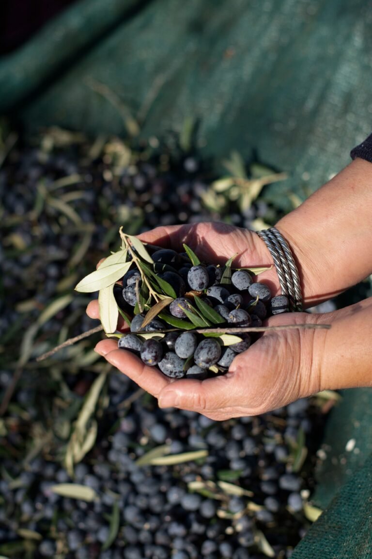 Niçoise Olives and Tapenade: A Taste of Provence