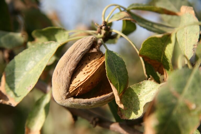 Marcona Almonds: Spain’s Famous Almonds, Their Flavor and How to Use Them