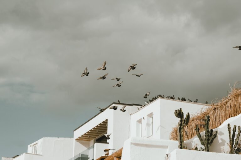 The Lost Pigeons of the Mediterranean: A Mystery Between Ibiza and the Spanish Coast